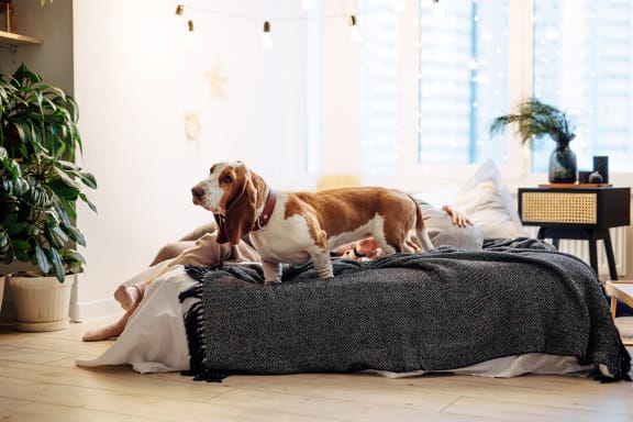 a dog standing on a bed