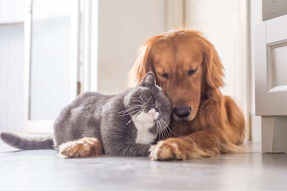 a dog and a cat laying next to each other on the floor
