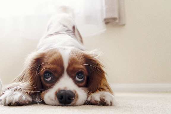 A dog with brown and white fur is lying on the floor.