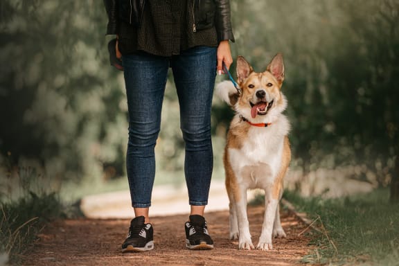 Pet Friendly at Coler Crossing in Bentonville, AR
