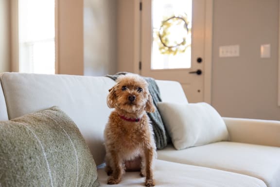 Pet friendly community at Hawthorne Row in Bentonville, AR