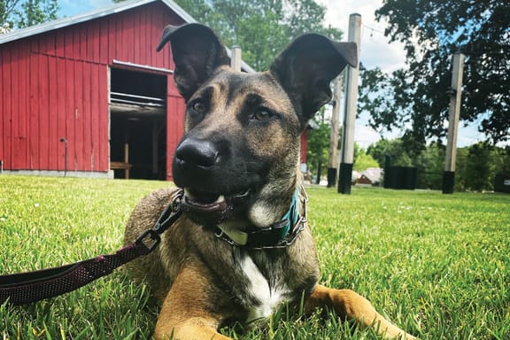 Pet friendly at Red Barn Apartments and Townhomes in Bentonville, AR