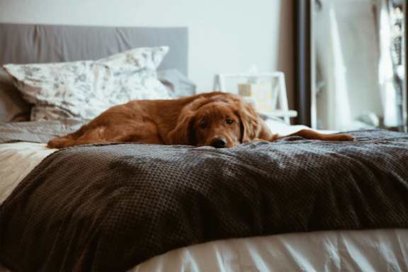 A brown dog is lying on a bed with a grey blanket.