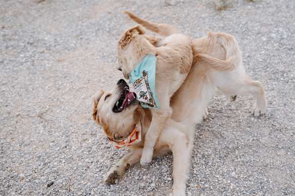 Pet Friendly at The Benton in Pea Ridge, AR
