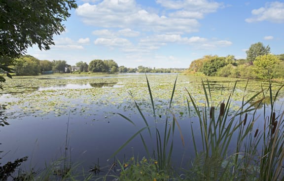 Lake With Lush Natural Surrounding at Beach South at the Lake, Robbinsdale, Minnesota