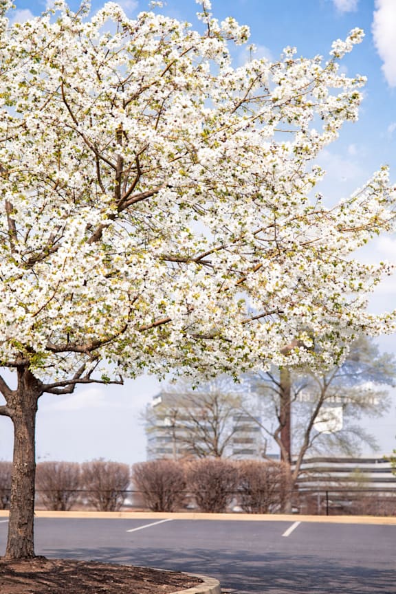 A tree with white blossoms stands in the middle of a parking lot.
