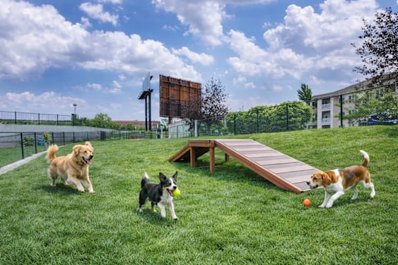 Three dogs playing with a ball in a yard.
