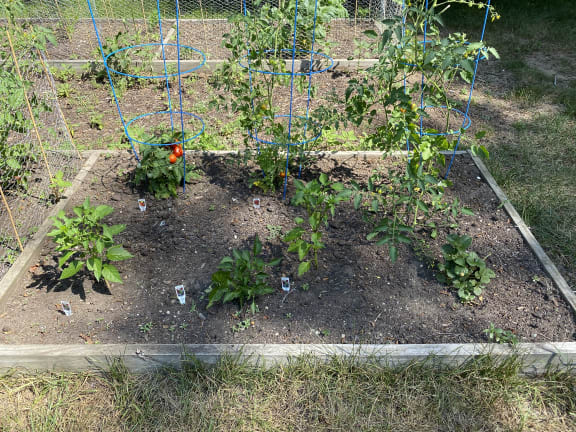a vegetable garden in a raised bed