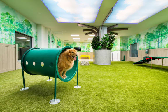 a dog is in a green suitcase in an office