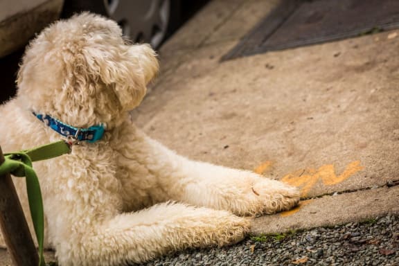 4730 California Apartments Dog Laying On Sidewalk