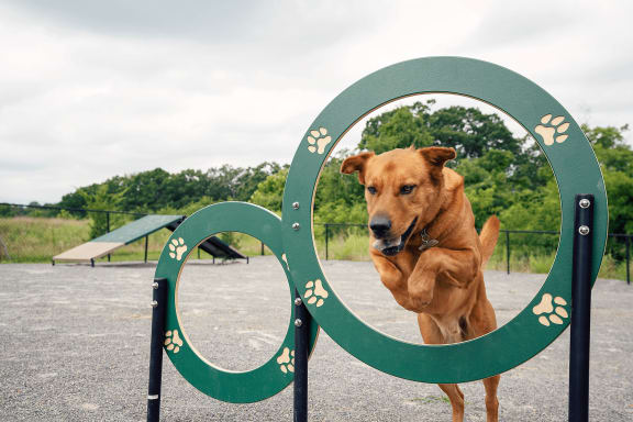 Leash-Free Pet Park