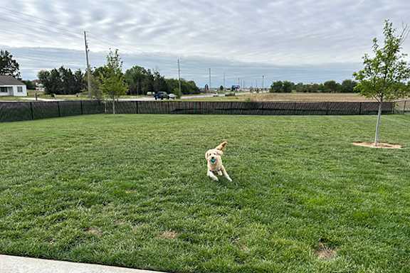 Dog playing in fenced grass pet area at Copper Creek Homes Apartments, Maize, KS 67101
