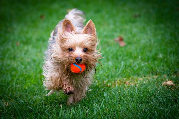 A small dog is running with a ball in its mouth at The Grove Apartment Homes, Lincoln, NE 68512