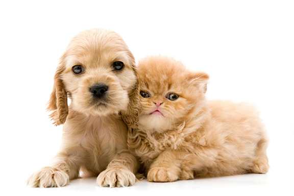 A dog and a cat are sitting together at Stoney Pointe Apartment Homes in Wichita, KS