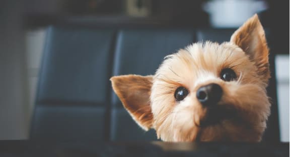 a small dog looking up at the camera