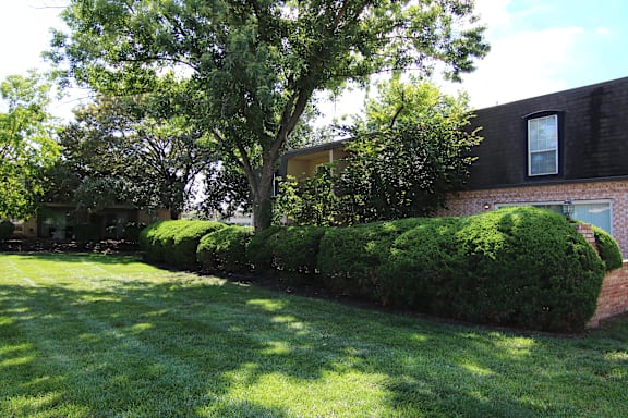 A tree in a yard.