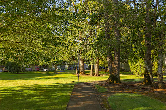 A tree-lined walkway in a park.