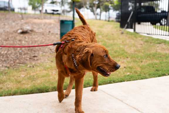 A brown dog is walking on a leash.