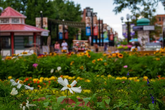 a white flower in a field of flowers in front of a garden