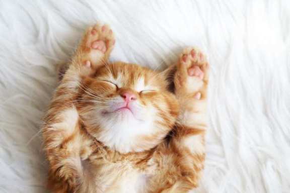A ginger cat with its paws up is sleeping at Orchard Terrace Apartments, Bogota, NJ, 07603