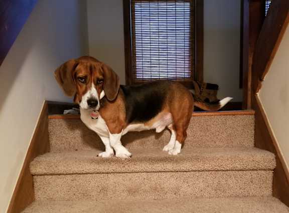 A dog is standing on a staircase.