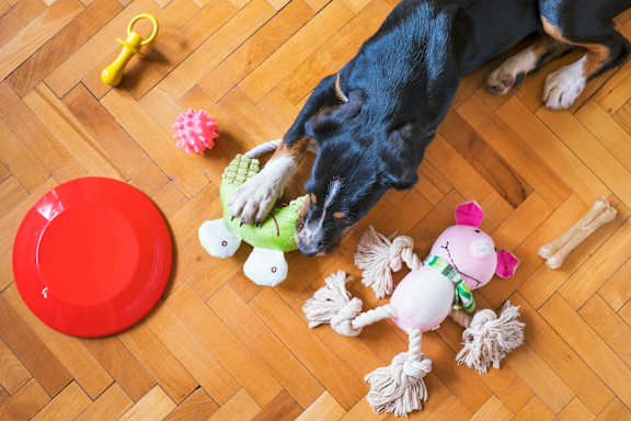 A dog is playing with a toy on a wooden floor.