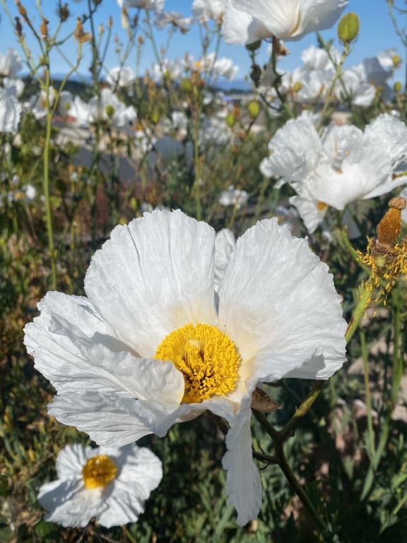 a close up of a white poppy in a field