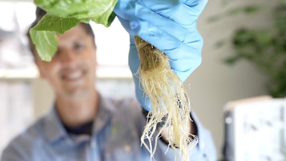 A person in a blue shirt and blue glove holds up a plant root.