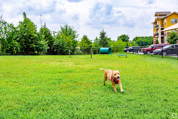 A dog is running in a grassy field.