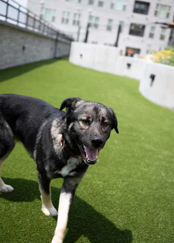 A black and white dog is standing on a green lawn.