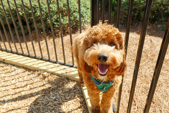 Dog at The Crest at Naples, Florida, 34113