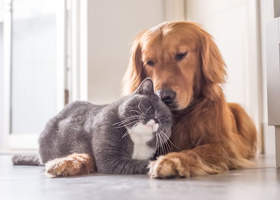 Cat and dog cuddling2 at The Crest at Oakwood, Oakwood
