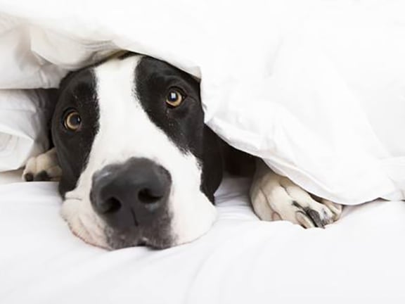 Dog Under Blanket in Chicago, Illinois 60610