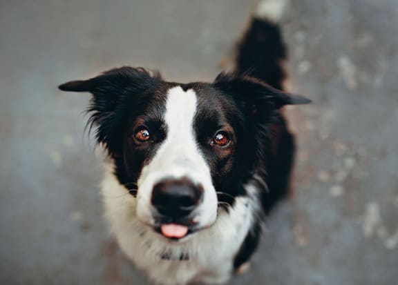 Healthy and Happy Dog at Eight O Five, Chicago, 60610