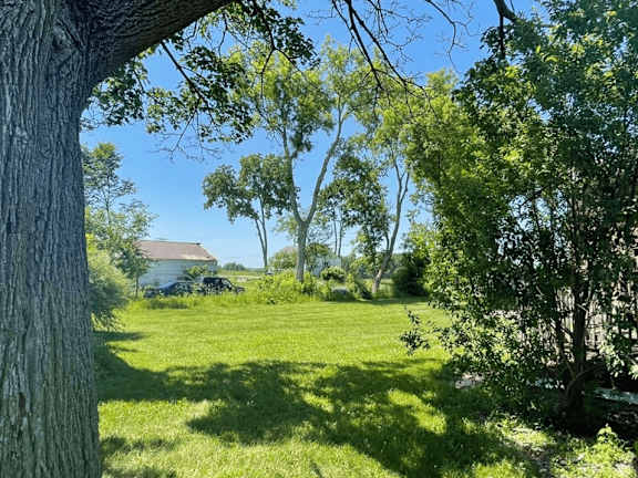 A tree in a field with a house in the background.
