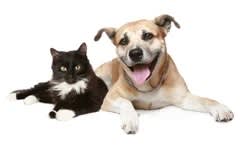 A black and white cat and a brown dog are laying down next to each other.