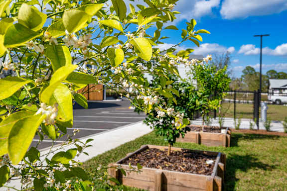 A tree with white flowers is in the foreground of a sunny parking lot. at Altis Grand Lake Willis, Orlando, FL