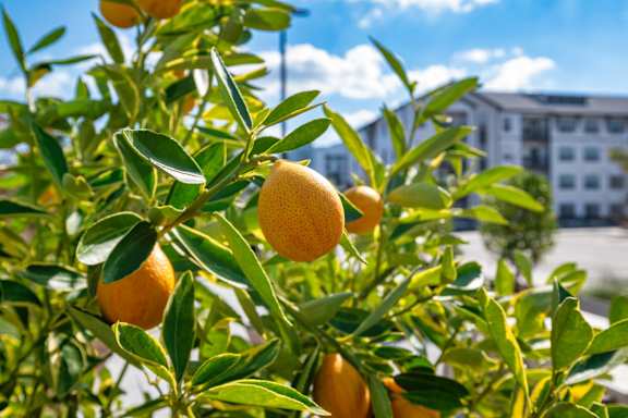 Oranges hanging from a tree with green leaves.at Altis Grand Lake Willis, Orlando, FL