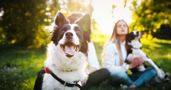 a woman and two dogs sitting in the grass