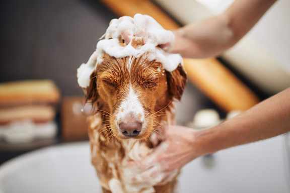 A dog is getting a bath in a white tub.