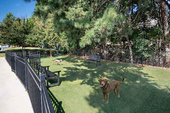 A dog is standing on a green lawn.