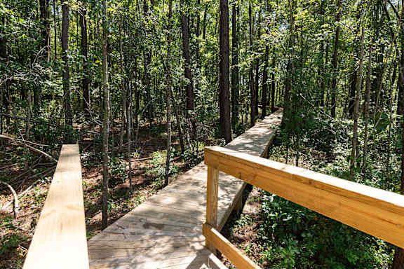 A wooden walkway leads through a forest.