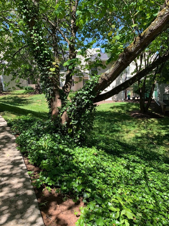 mountain view walking trial
