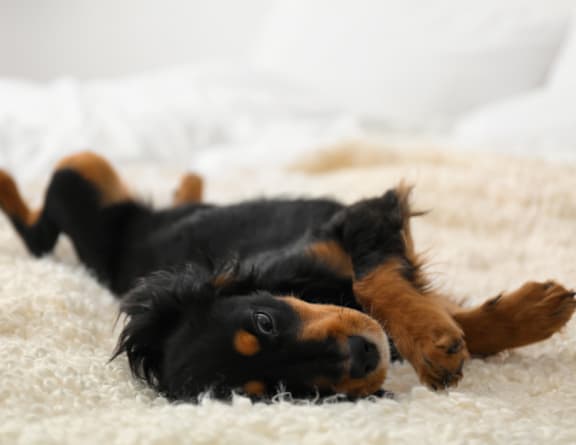 A black and tan dog is lying on its back on a white carpet at Allier Port Wentworth Apartments, Georgia, 31407