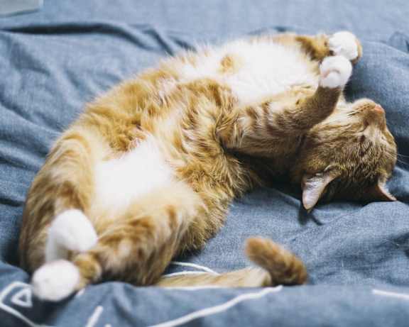 Cat Sleeping in Bed at Maple Grove Rental Home Community in Lincoln, NE