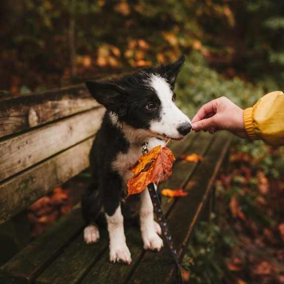 Pet Friendly at Maple Grove, Lincoln, NE, 68521