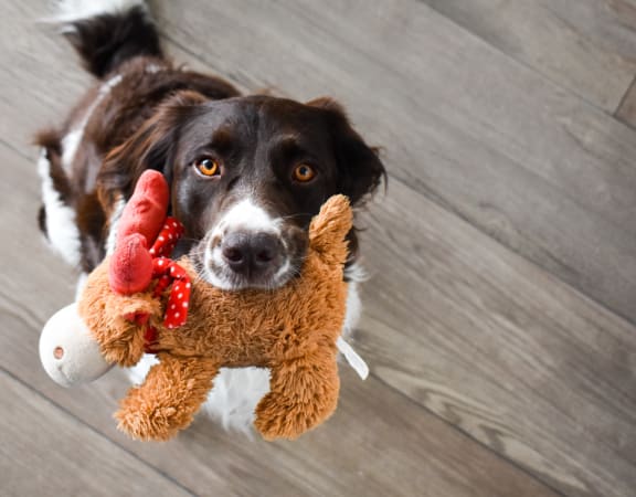 Dog Toy at Maple Grove, Lincoln, 68521