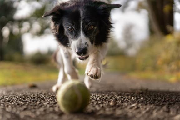 Dog at Maple Grove, Lincoln, Nebraska
