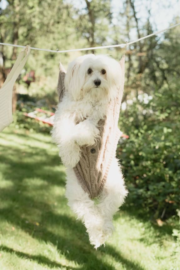 Dog at Maple Grove, Lincoln