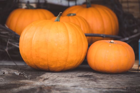 Pumpkin at Maple Grove, Lincoln, NE